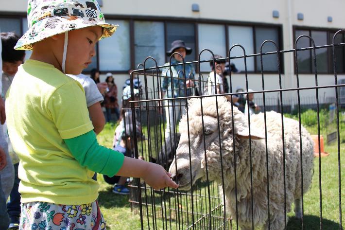 ふれあい動物園の様子　羊に餌をあげる子ども
