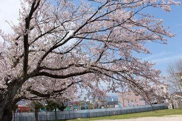 清水第1公園に咲く桜も満開です