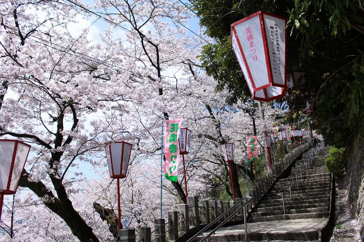 満開の桜の木が並ぶ金崎宮の入口
