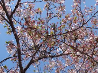 桜（アップ）1の写真