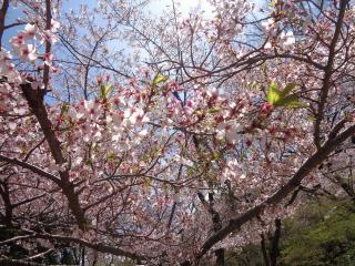 桜（アップ）2の写真