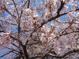 桜（アップ）3の写真