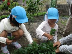 小松菜の収穫をしています。