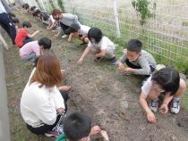 1年生が芋畑の草むしりをしています。