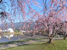 櫛川河川公園と桜