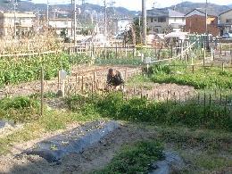 市民農園の様子