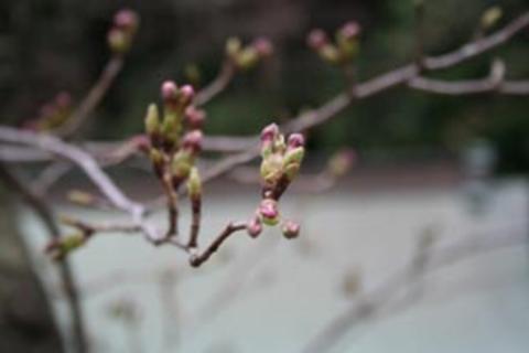桜のつぼみの写真