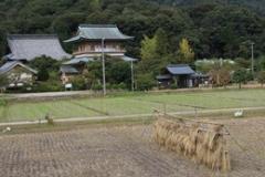 西福寺と田んぼの写真