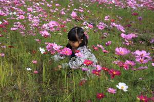 好みの花を選んで摘み取り 