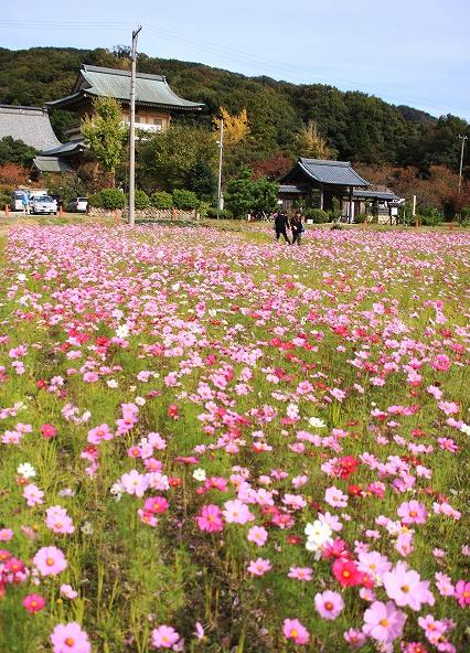 一面に広がるコスモス