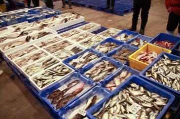 敦賀湾や美浜の海で水揚げされた魚