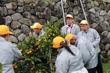 ワークサポート陽だまりの皆さんの摘果作業の様子