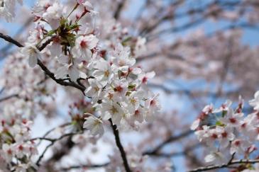 清水第1公園の桜（拡大）