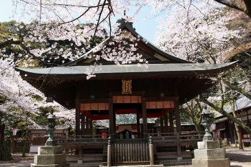 金崎宮境内の桜の様子