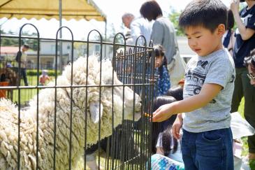 羊にエサをあげる子ども