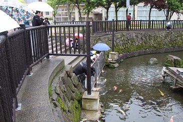 約20匹の鯉が放流されました