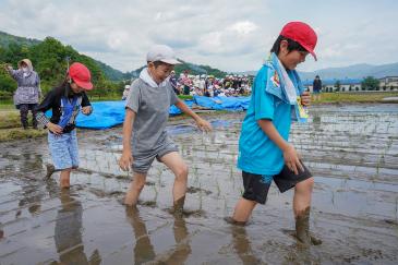 田んぼに入る児童たち