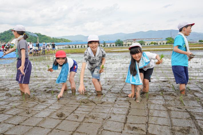 田植えをする児童たち