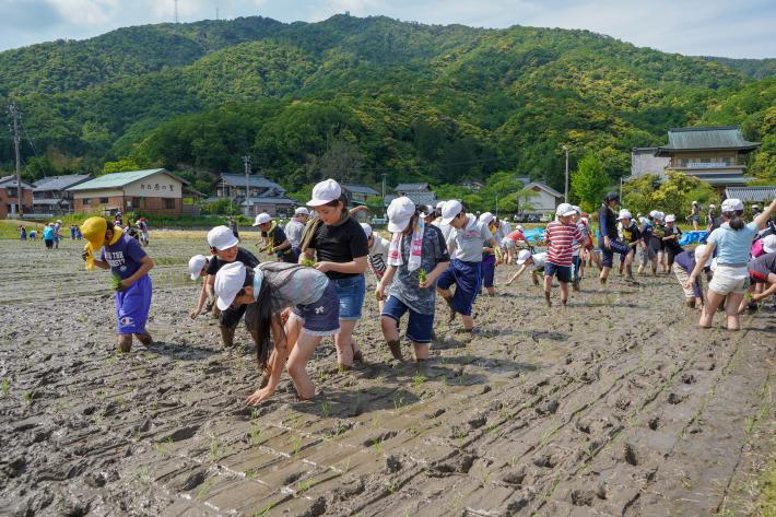 田んぼに苗を植える児童たち