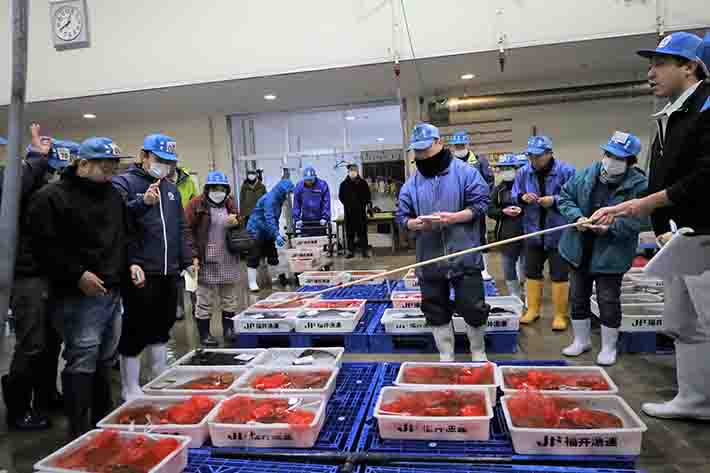 敦賀水産卸売市場「令和7年初市」の様子