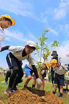 東浦みかん苗植えの様子