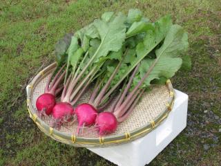 杉箸アカカンバの画像