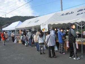 コスモス祭りの写真