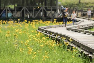 サワオグルマが一面に咲いている湿地と子どもたち