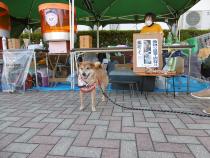 犬猫の命を守る会