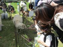 春まつり 動物エサやり体験