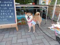春まつりの写真