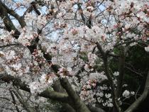 桜の写真