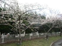 咲き始めた桜