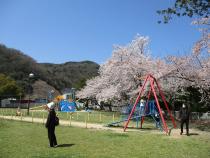 桜とターザンロープ