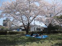 桜の下でお花見