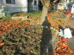 植えた後の花壇