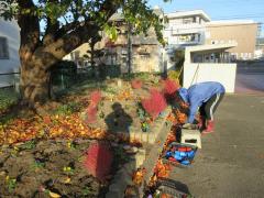 植えた後の花壇