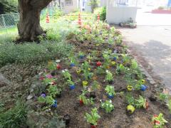 植えられた秋苗