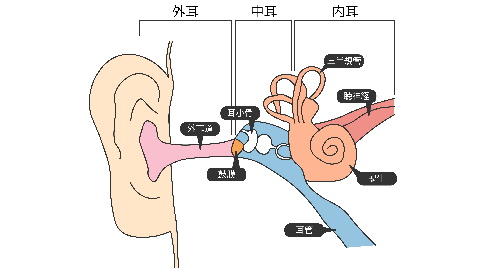 耳の構造