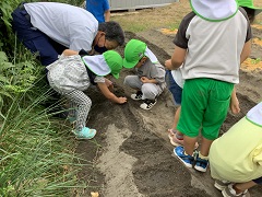 うさぎ組が人参の種を植えています。