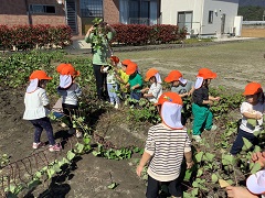 こあら組がさつまいも堀を楽しんでいます。