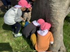 ぞう組虫探し