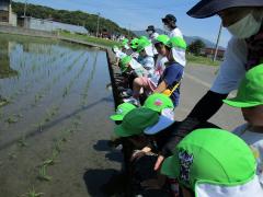 田んぼのおたまじゃくしを見付けているところ。