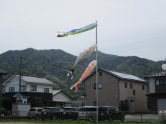 こいのぼりが泳いでいます