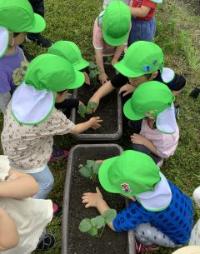 野菜を植えている子ども達