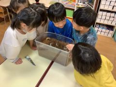 カブトムシの飼育ケースをのぞき込む子ども達