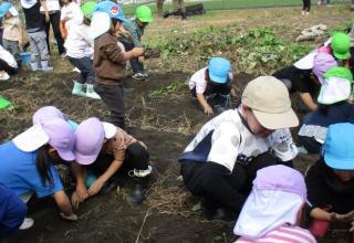 畑の至る所で芋掘りをしています