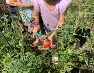 赤くなったトマトを収穫している