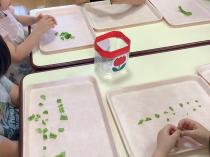 ピーマンをちぎっている様子