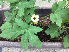 オクラの花